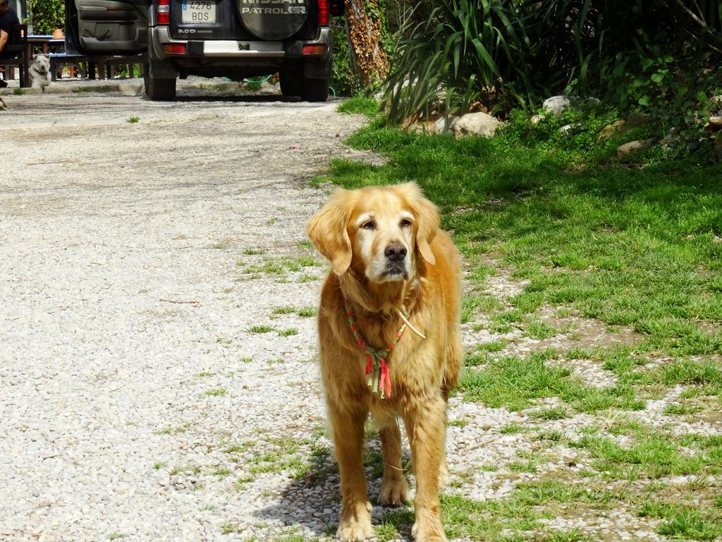 B&B Mas Torrencito Pet Friendly Parets de Ampurdá Extérieur photo